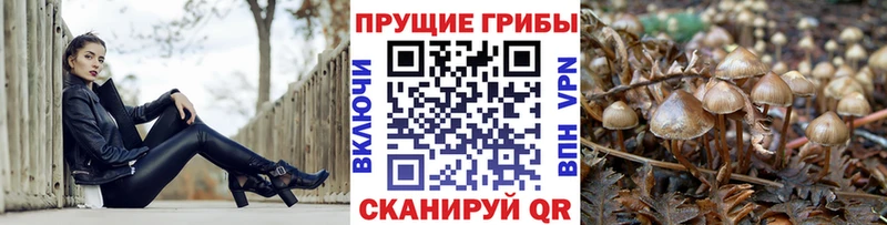 как найти закладки  Данилов  Галлюциногенные грибы GOLDEN TEACHER 